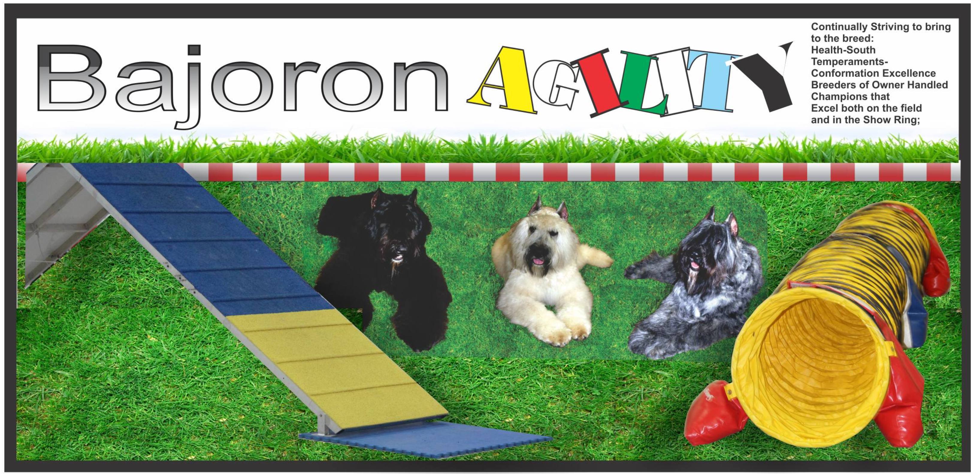 Agility Activities & The Bouvier des Flandres
